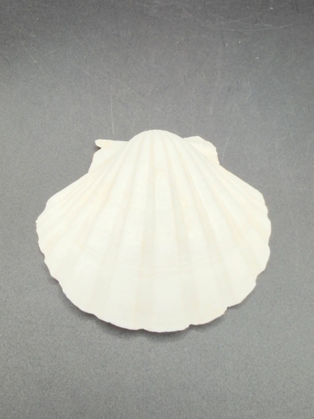 White Scallop Sea Shell Accent